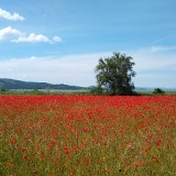 IMG_20190601_1108027822