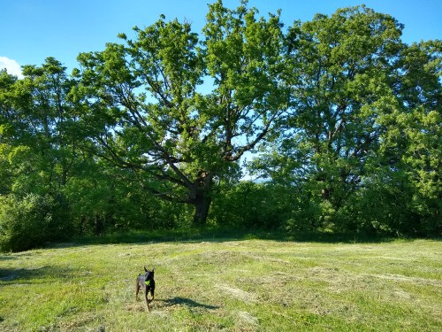 IMG_20190602_181409431_HDR.jpg