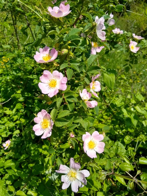 IMG_20190604_124623710_HDR.jpg