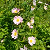 IMG_20190604_124623710_HDR