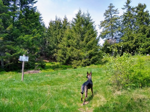 IMG_20190611_105600508_HDR3.jpg