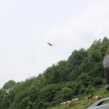IMG_7103