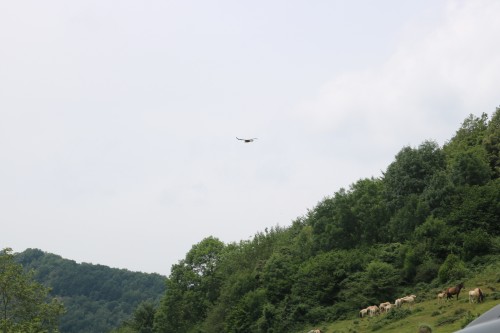 IMG_7104.jpg