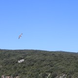 IMG_7229