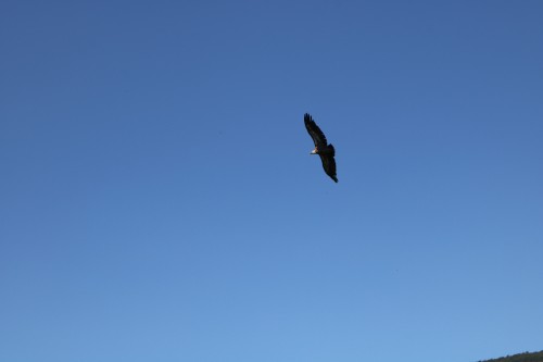 IMG_7231.jpg